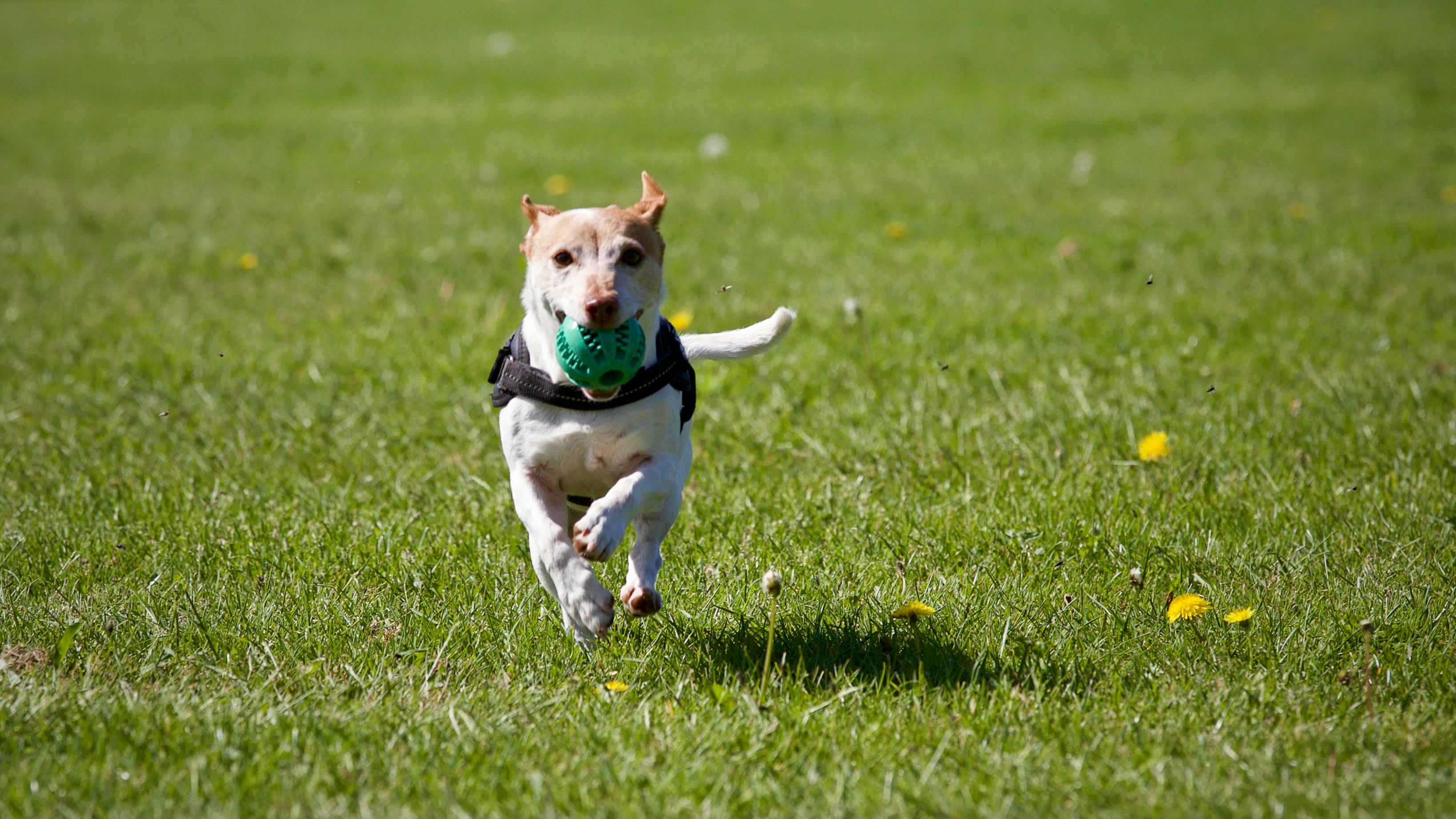 68372c1b1278e_pexels-matthiaszomer-422220 A small dog running on green grass wearing a black harness.