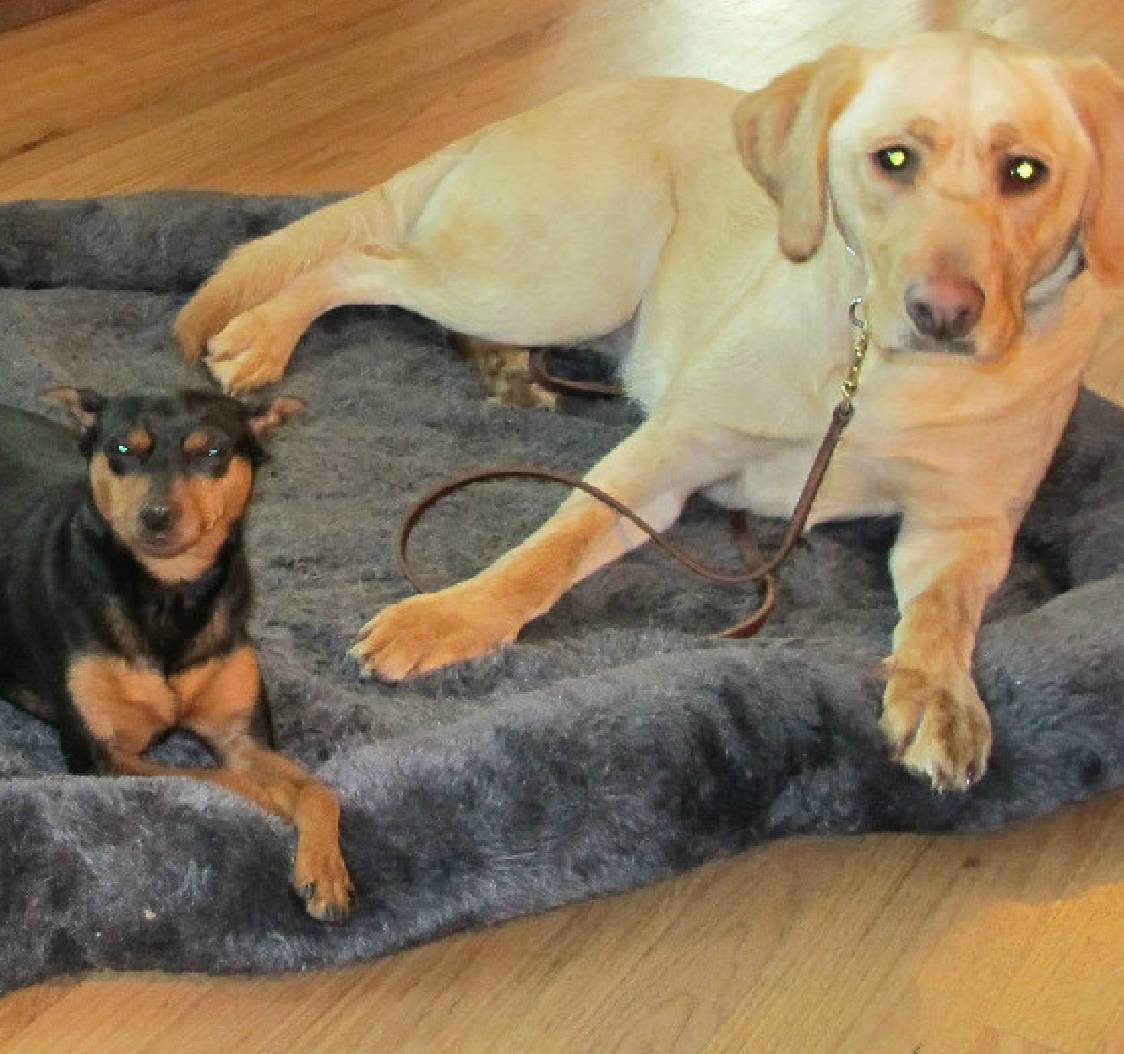 GettyImages-1407449523 (1) Two dogs relaxing on a cozy pet bed indoors.