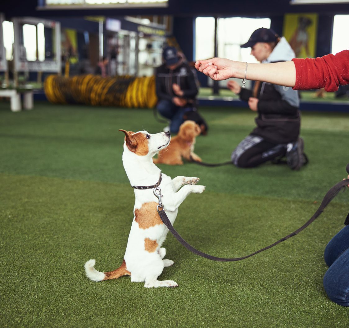 GettyImages-1407449523 (2) Dog training indoors with attentive Jack Russell.