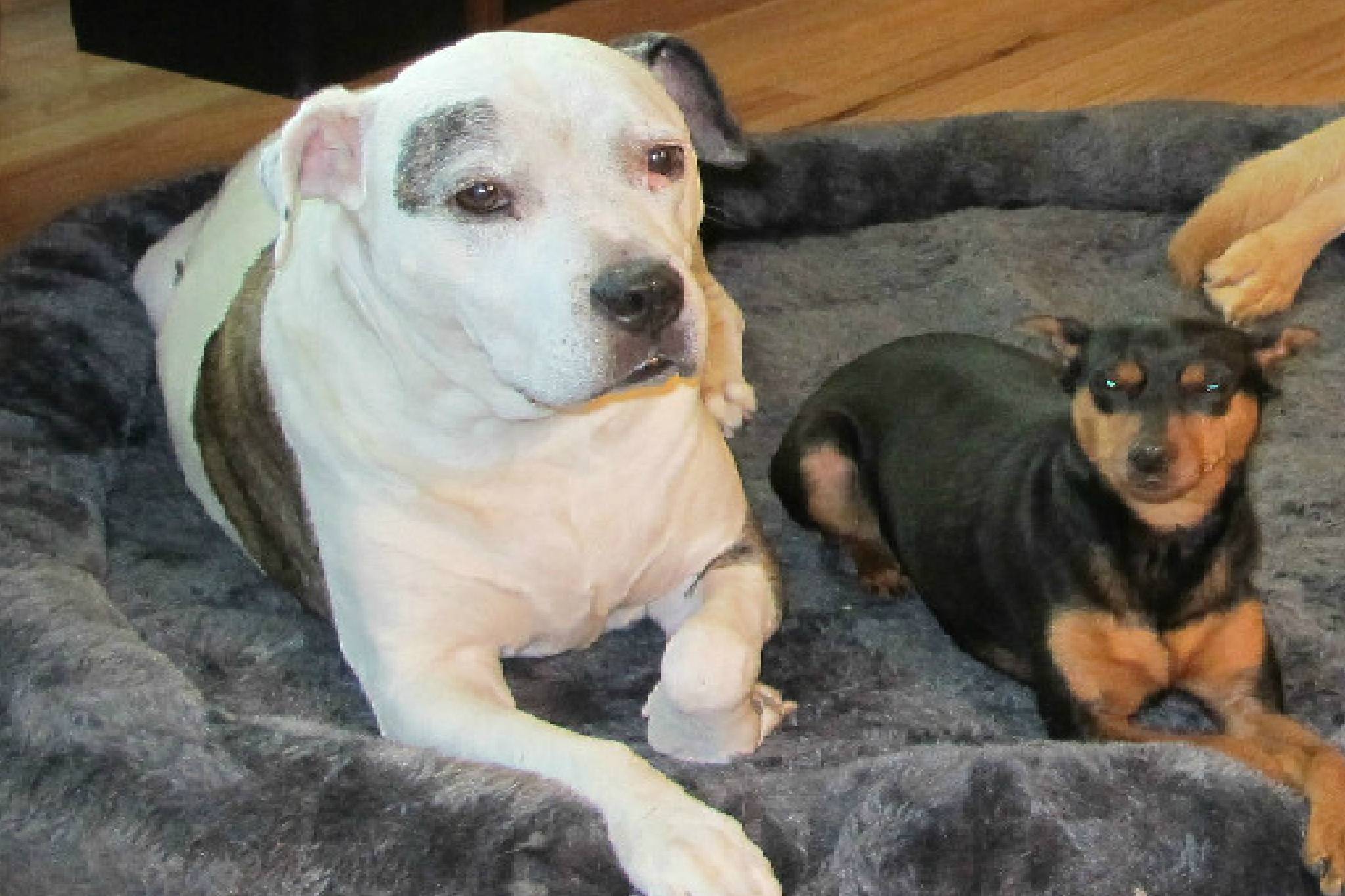 GettyImages-1822810638-2048x1365 (1) A white dog with brown spots lying on a gray bed beside a black and brown dog.
