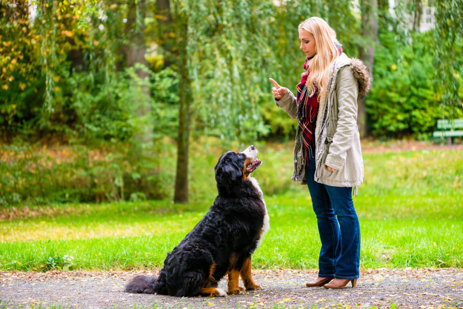 Girl in autumn park training her dog in obedience Woman training a dog in park.