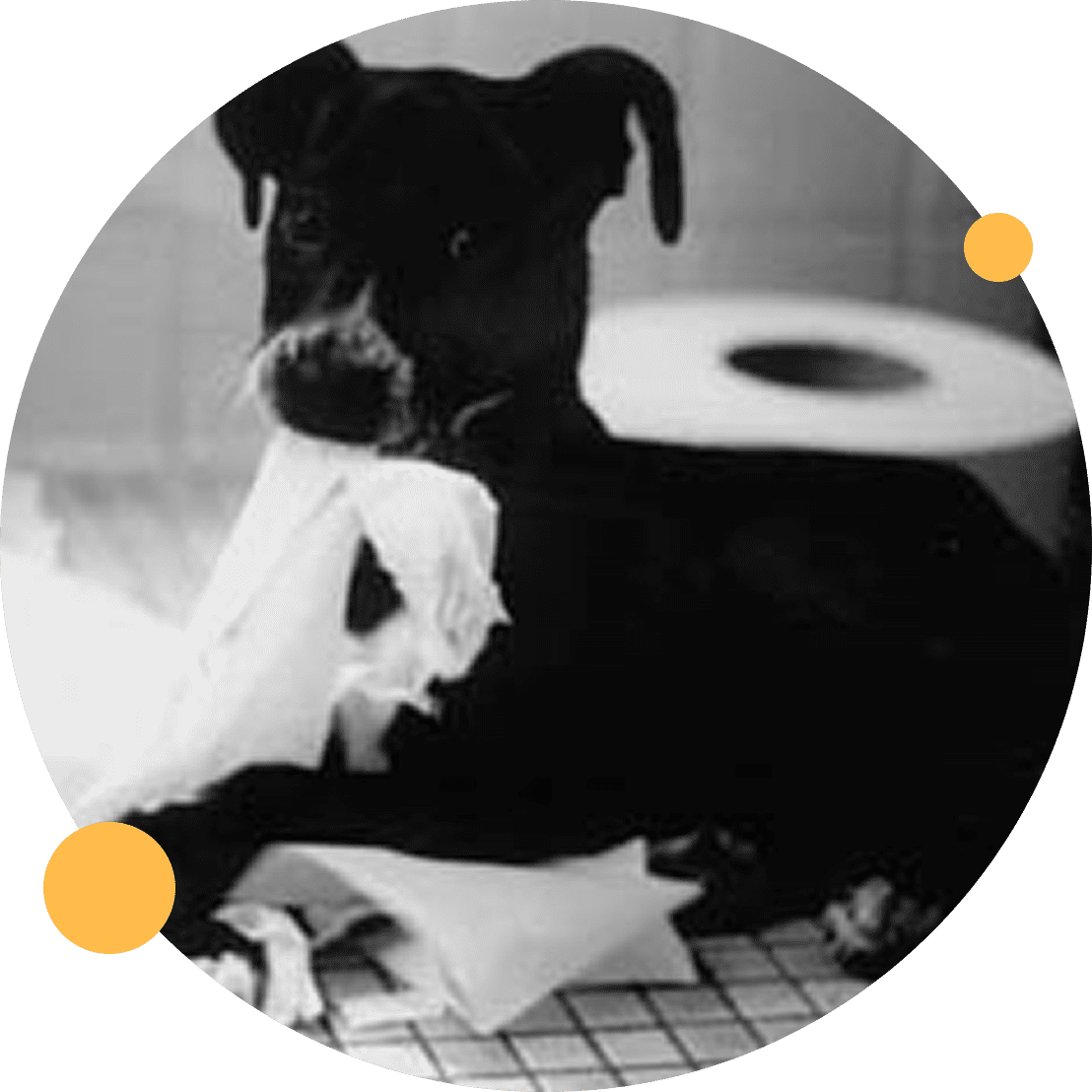 Group 173 Black and white dog resting on a blanket indoors.