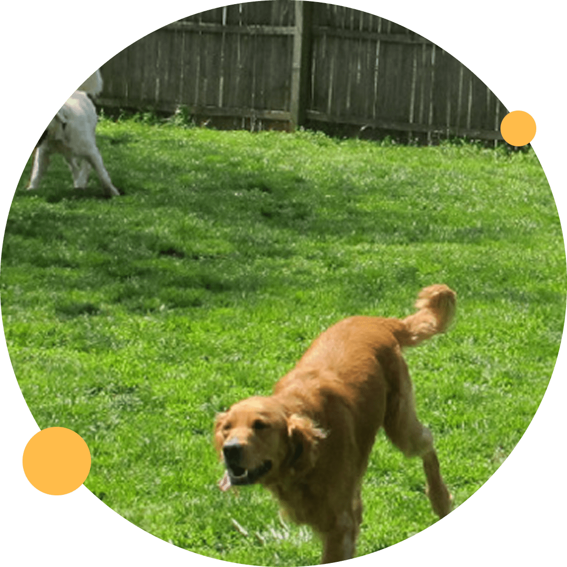 Group 174 A brown dog running on green grass in a fenced yard.