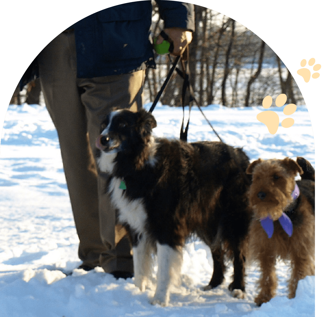Group 177 Two dogs with leashes standing on snow beside a person.