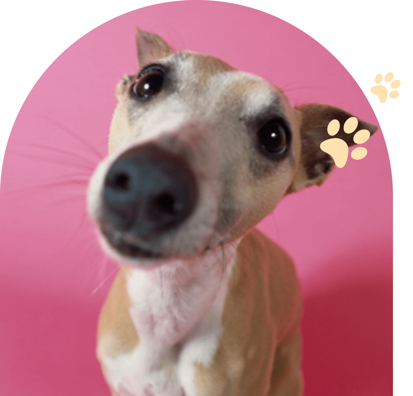 Group 179 A close-up of a curious dog with a pink background.
