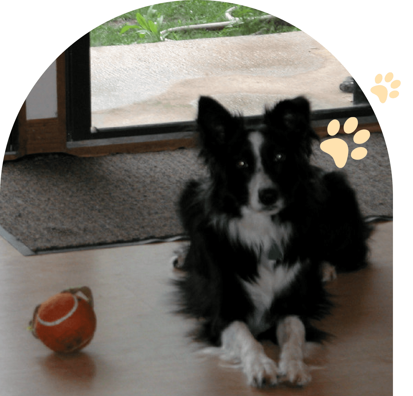 Group 180 A black and white dog lying on a wooden floor near an orange ball.
