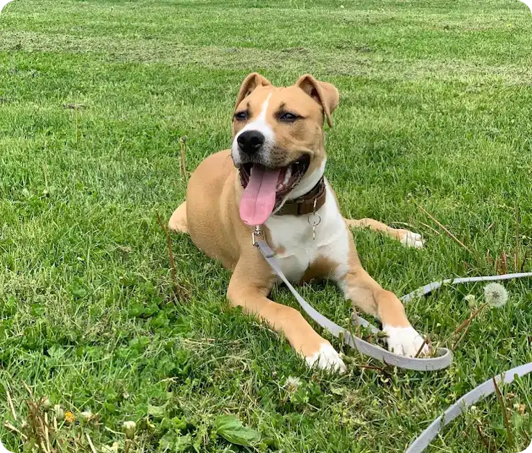 westchester dog trainer
